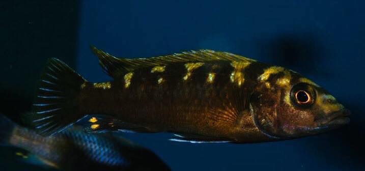 Melanochromis baliodigma